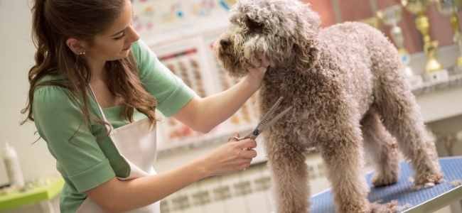 What To Look For In Online Pet Grooming Scissors Online Pet Grooming Scissors