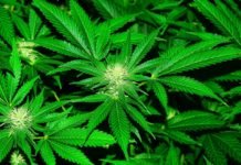 THE MEDICAL CANNABIS STATUTORY VIEWPOINT OF MARKETING CANNABIS