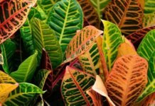 African Herbal Remedies For Common Ailments African Herbal Remedies For Common Ailments