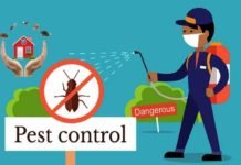 4 Winter Pests That Seek Warmth of Your Home and How to Get Rid of Them pest control