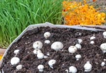 Benefits of Mushroom Compost Mushroom Compost