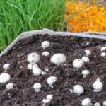 Benefits of Mushroom Compost