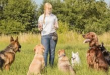Guide to Dog Training: 5 Essential Dog Training Tips Guide to Dog Training