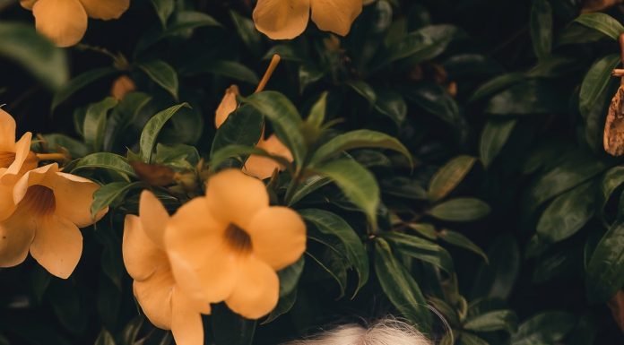 It’s Time To Revive Your Living Surroundings With Aromatic Flowers!!! order flowers online