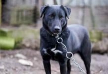 The Benefits of a Guard Dog at Home The Benefits of a Guard Dog at Home