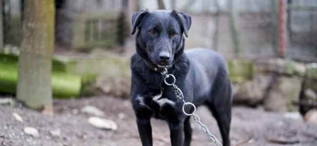 The Benefits of a Guard Dog at Home The Benefits of a Guard Dog at Home