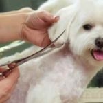 Top Tips For Finding the Best Grooming Scissors For Dogs Online