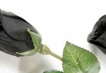 What do Black Roses Symbolize? What do Black Roses Symbolize