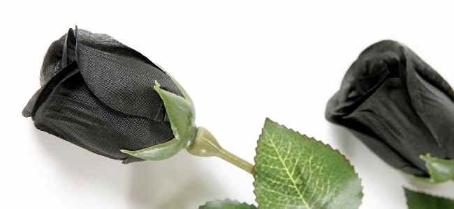 What do Black Roses Symbolize? What do Black Roses Symbolize