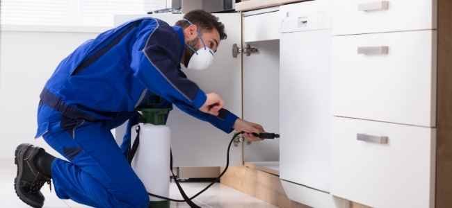 5 Pests That Thrive in the Summer