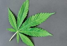 What New Yorkers Need to Know About New Cannabis Laws Cannabis