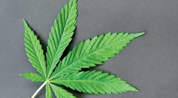 What New Yorkers Need to Know About New Cannabis Laws Cannabis