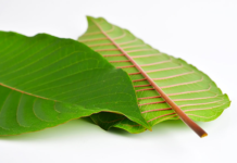 Do You Know Red Bali Kratom Is Packed With Mental And Physical Benefits? Do You Know Red Bali Kratom Is Packed With Mental And Physical Benefits