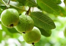 Guava Plant – All You Need to Know! Guava Plant