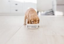 Can Dogs Eat Pringles?