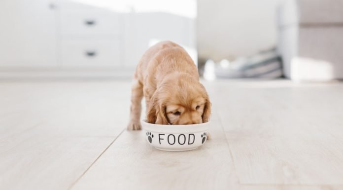 Can Dogs Eat Pringles?