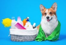 How To Find the Right Clinic For The Next Dental Wash Appointment For Dog? Dental