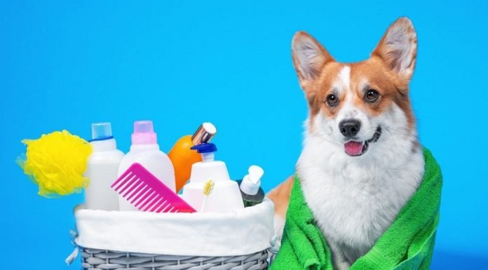 How To Find the Right Clinic For The Next Dental Wash Appointment For Dog? Dental