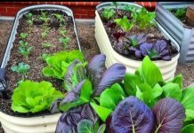 Surprising Reasons of Building a Raised Bed Garden Raised Bed Garden