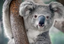 Top Dumbest Animals in the World Top Dumbest Animals in the World