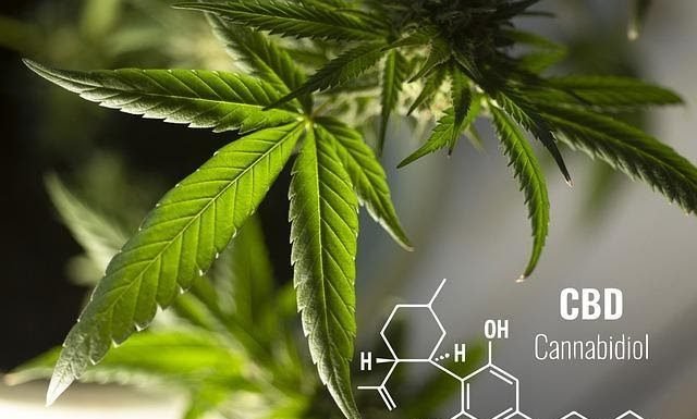 CBD Vs. Hemp Cream: Which is Good at Treating Pain