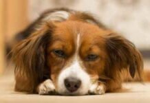 Tips For the Choosing Female Dogs Names Tips For the Choosing Female Dogs Names