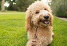 Effectiveness of CBD for Cushing’s Syndrome in Dogs Effectiveness of CBD for Cushings Syndrome in Dogs
