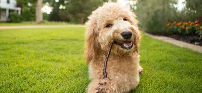 Effectiveness of CBD for Cushings Syndrome in Dogs