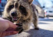 Rabies Rundown – 6 Things to Do if You Have a Potential Rabies Exposure 6 Things to Do if You Have a Potential Rabies Exposure