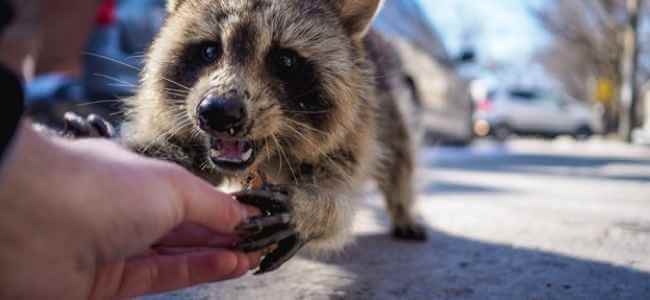 6 Things to Do if You Have a Potential Rabies Exposure 6 Things to Do if You Have a Potential Rabies Exposure