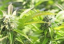 Best CBD Strains Best CBD Strains