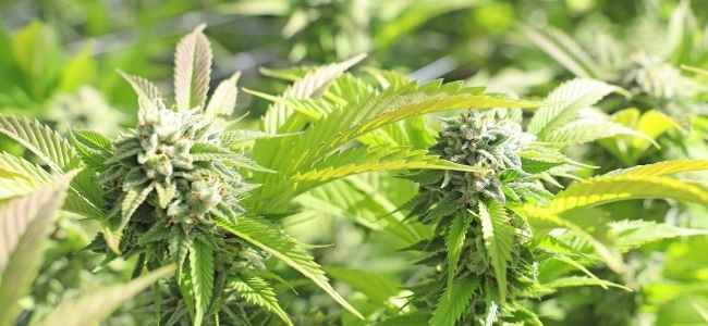 Best CBD Strains Best CBD Strains