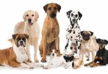 Top Ten Most Popular Breeds of Dogs Top Ten Most Popular Breeds of Dogs