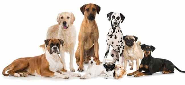 Top Ten Most Popular Breeds of Dogs