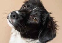 How to Care for a Freeze-Dried Pet? How to Care for a Freeze-Dried Pet?