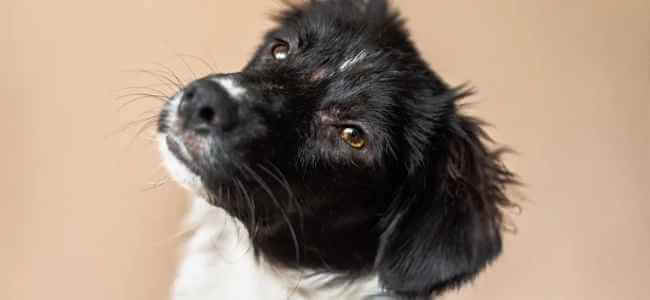 How to Care for a Freeze-Dried Pet?