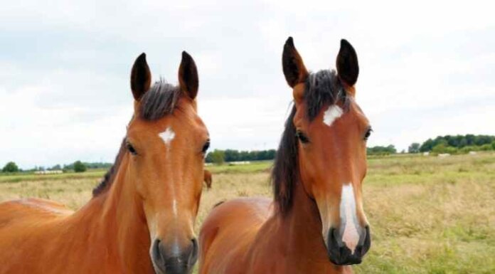 How to Improve Your Horse Farm? How to Improve Your Horse Farm