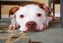 Where To Find Best Dog Supplies Where To Find Best Dog Supplies