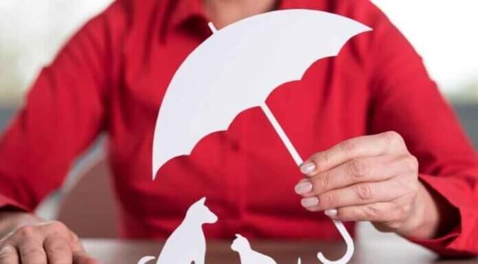 Check if Your Kitty Has Any of These 5 Feline Dental Problems Dental insurance for pets