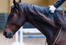 Which Muscles Does Horse Riding Work? Which Muscles Does Horse Riding Work