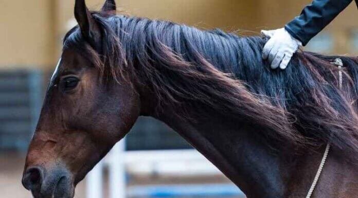 Which Muscles Does Horse Riding Work? Which Muscles Does Horse Riding Work