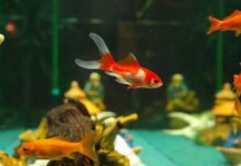 5 Tips for Building an Aquarium 5 Tips for Building an Aquarium