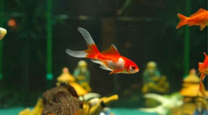 5 Tips for Building an Aquarium 5 Tips for Building an Aquarium