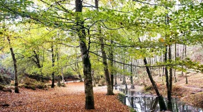 10 Ideas for Landscaping Your Yard This Spring 10 Ideas for Landscaping Your Yard This Spring