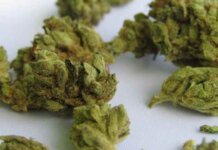 5 Fun Facts About Weed 5 Fun Facts About Weed