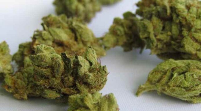 5 Fun Facts About Weed 5 Fun Facts About Weed