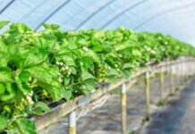 Grow Tent Kits: Maximize The Indoor Plant Yield Maximize The Indoor Plant Yield