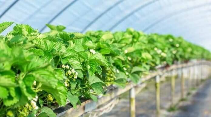 Grow Tent Kits: Maximize The Indoor Plant Yield Maximize The Indoor Plant Yield