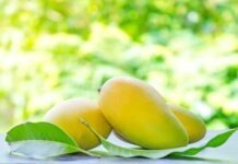 Are Mangoes Healthy for Diabetics? Are Mangoes Healthy for Diabetics?