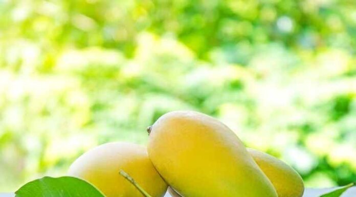 Are Mangoes Healthy for Diabetics? Are Mangoes Healthy for Diabetics?